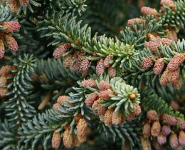 Fir