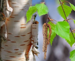 Birch Birch
