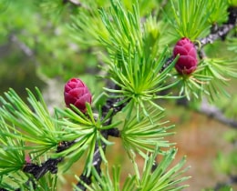 Larch Larch