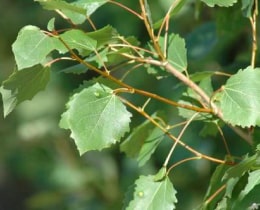Aspen Aspen