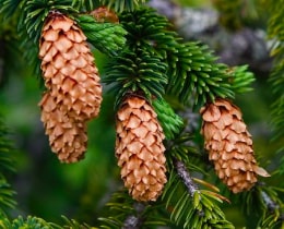 Spruce Spruce