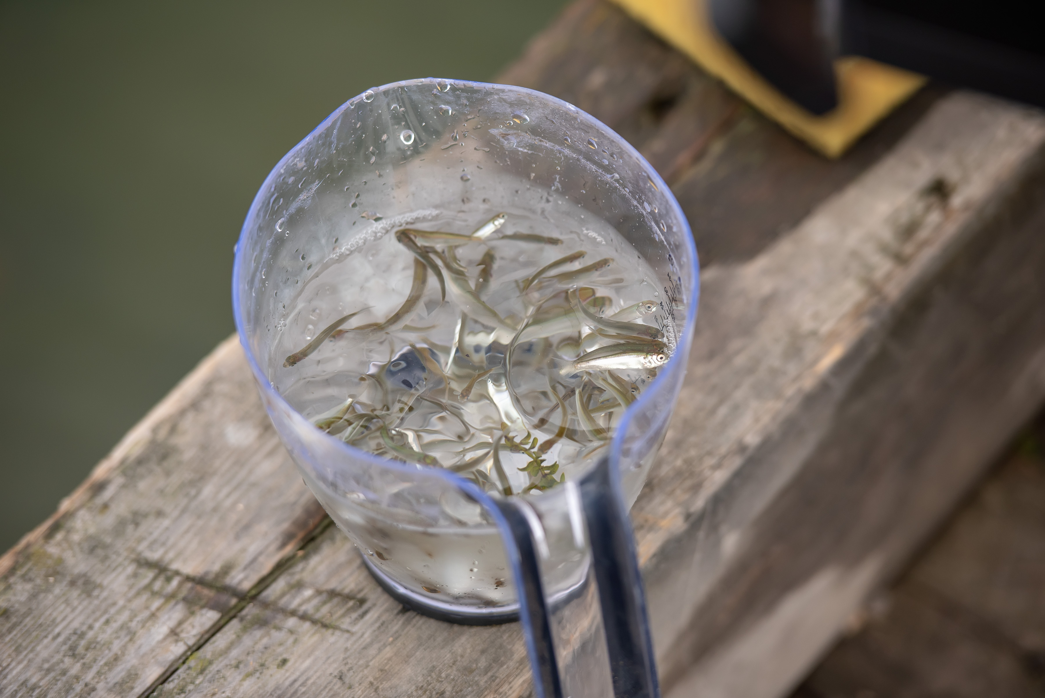 Группа «Илим» выпустила более 2 млн мальков в реки Иркутской области