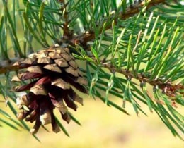 Siberian pine Siberian pine